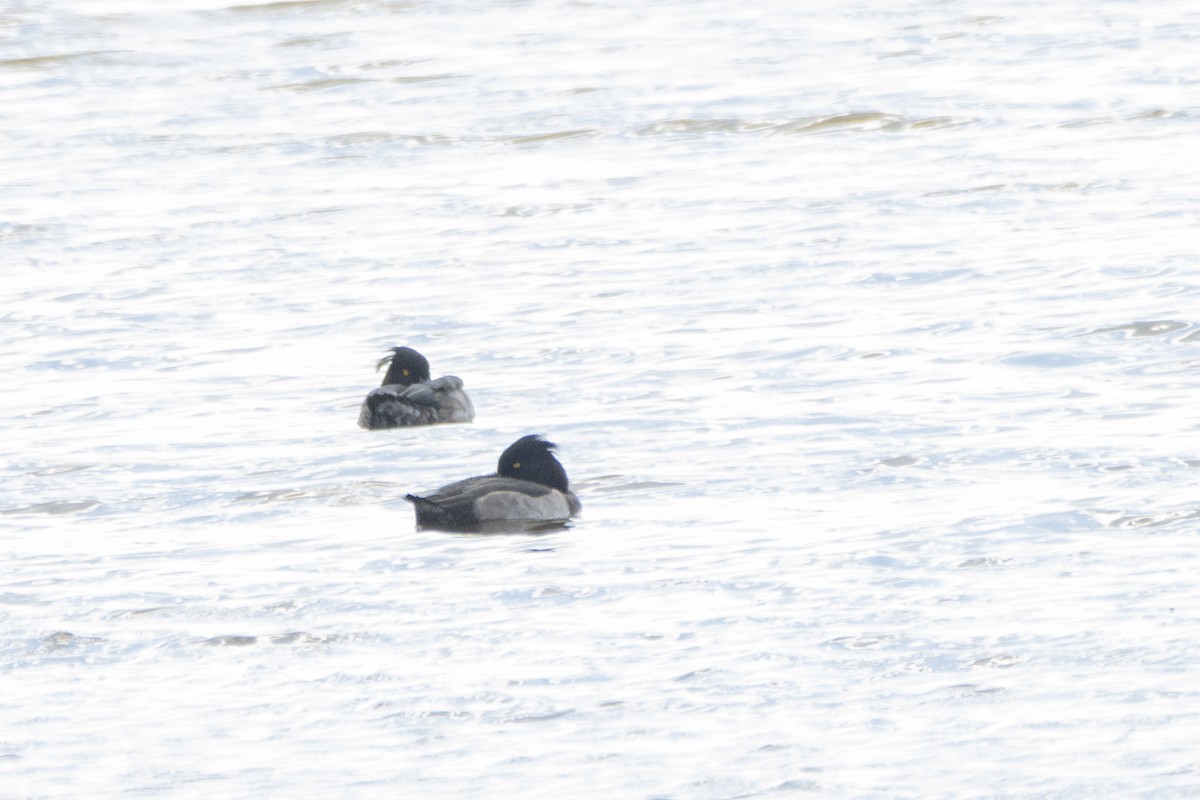 Tufted Duck - Jeff Hullstrung