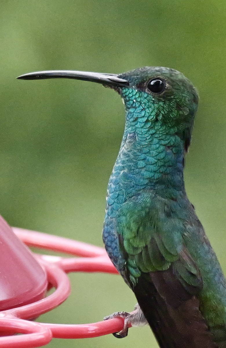 White-vented Plumeleteer - Valerie Gebert