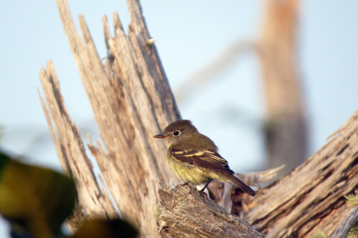 Least Flycatcher - ML623953087