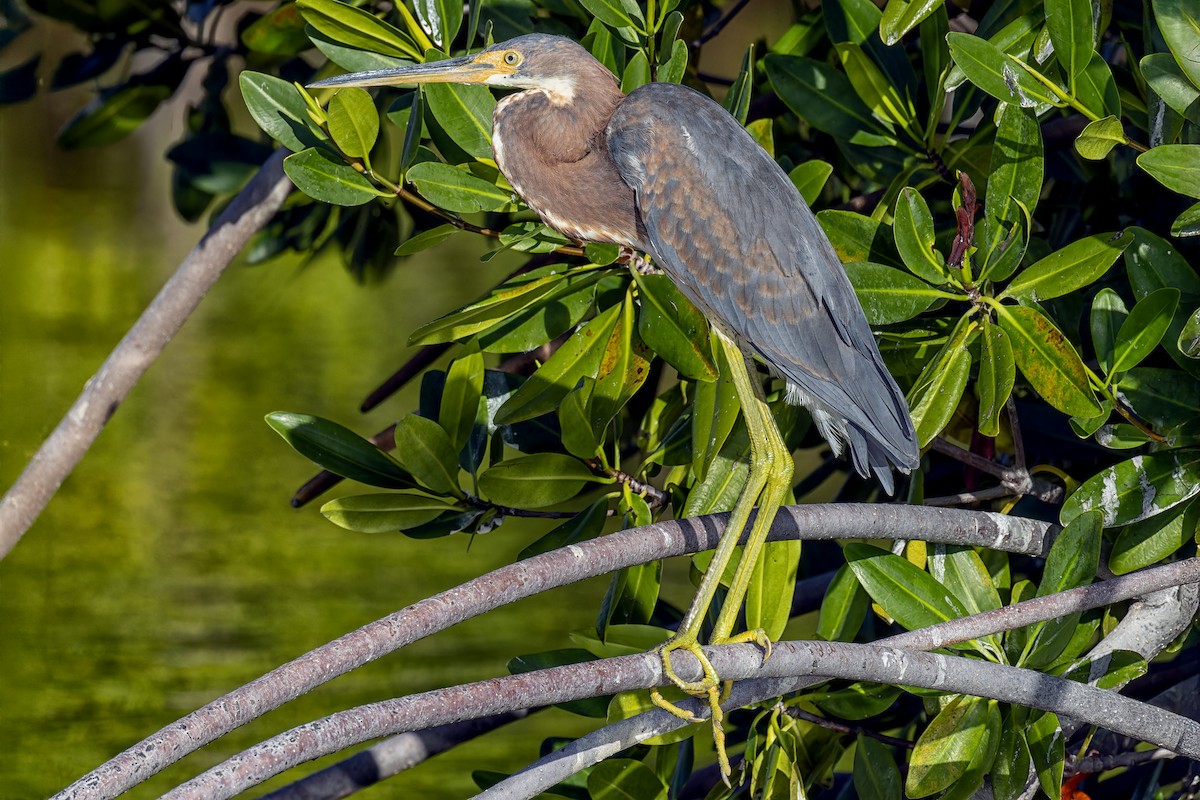 Tricolored Heron - Juan Sangiovanni