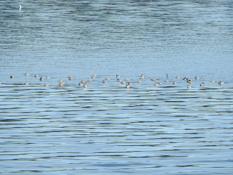 Common Merganser - Andy Frank