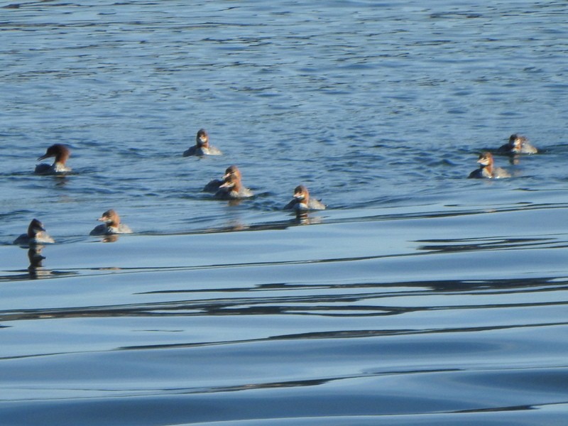 Common Merganser - ML623953133