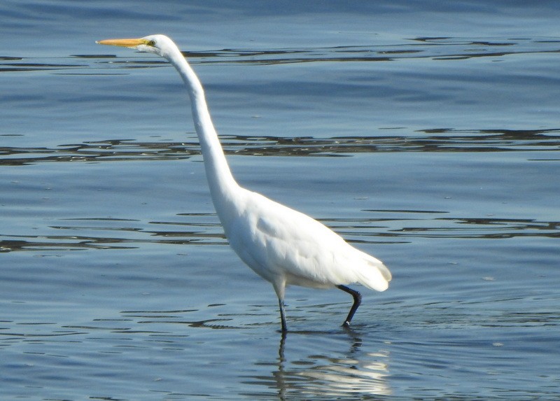 Great Egret - ML623953137