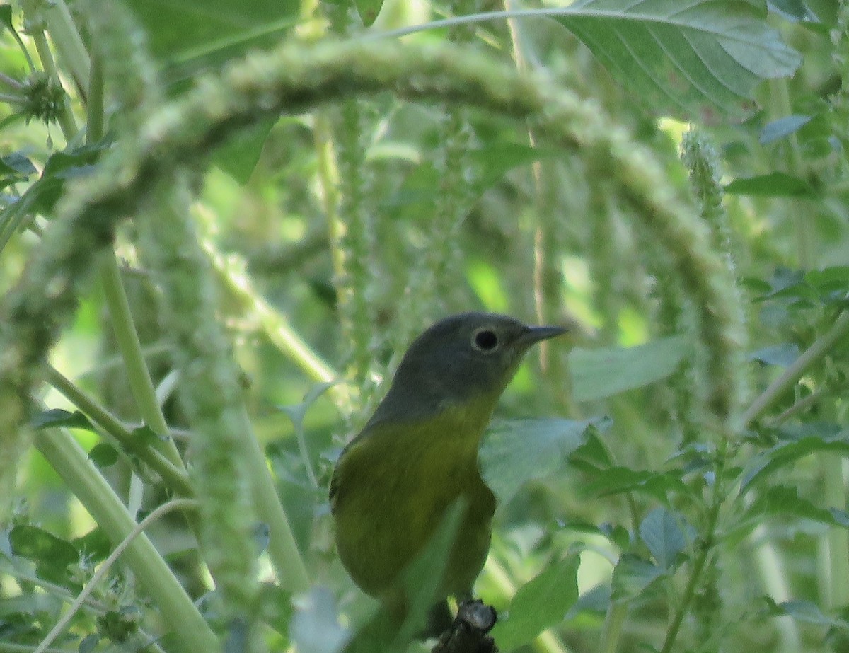 Nashville Warbler - Jim Crites