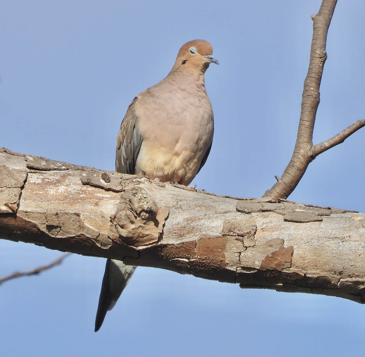 Mourning Dove - ML623953171