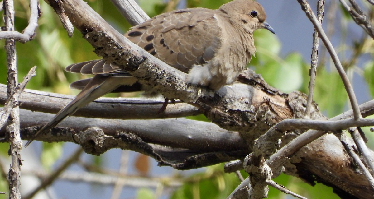 Mourning Dove - ML623953172