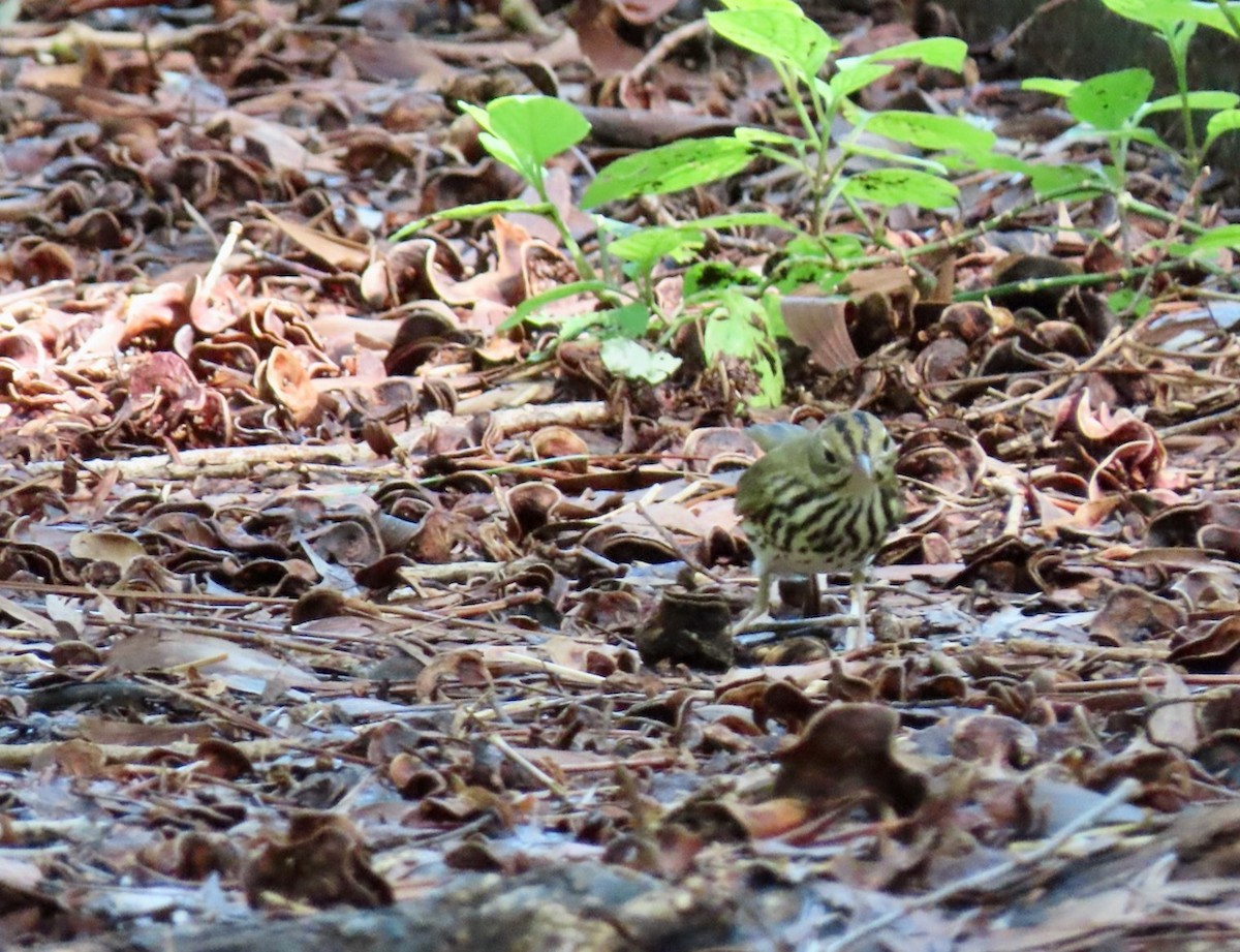 Ovenbird - ML623953175