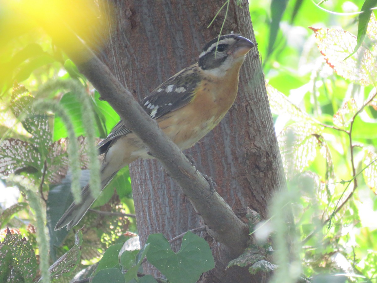 Black-headed Grosbeak - ML623953179