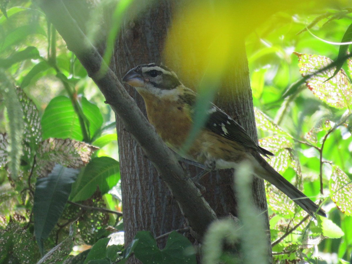 Black-headed Grosbeak - ML623953181