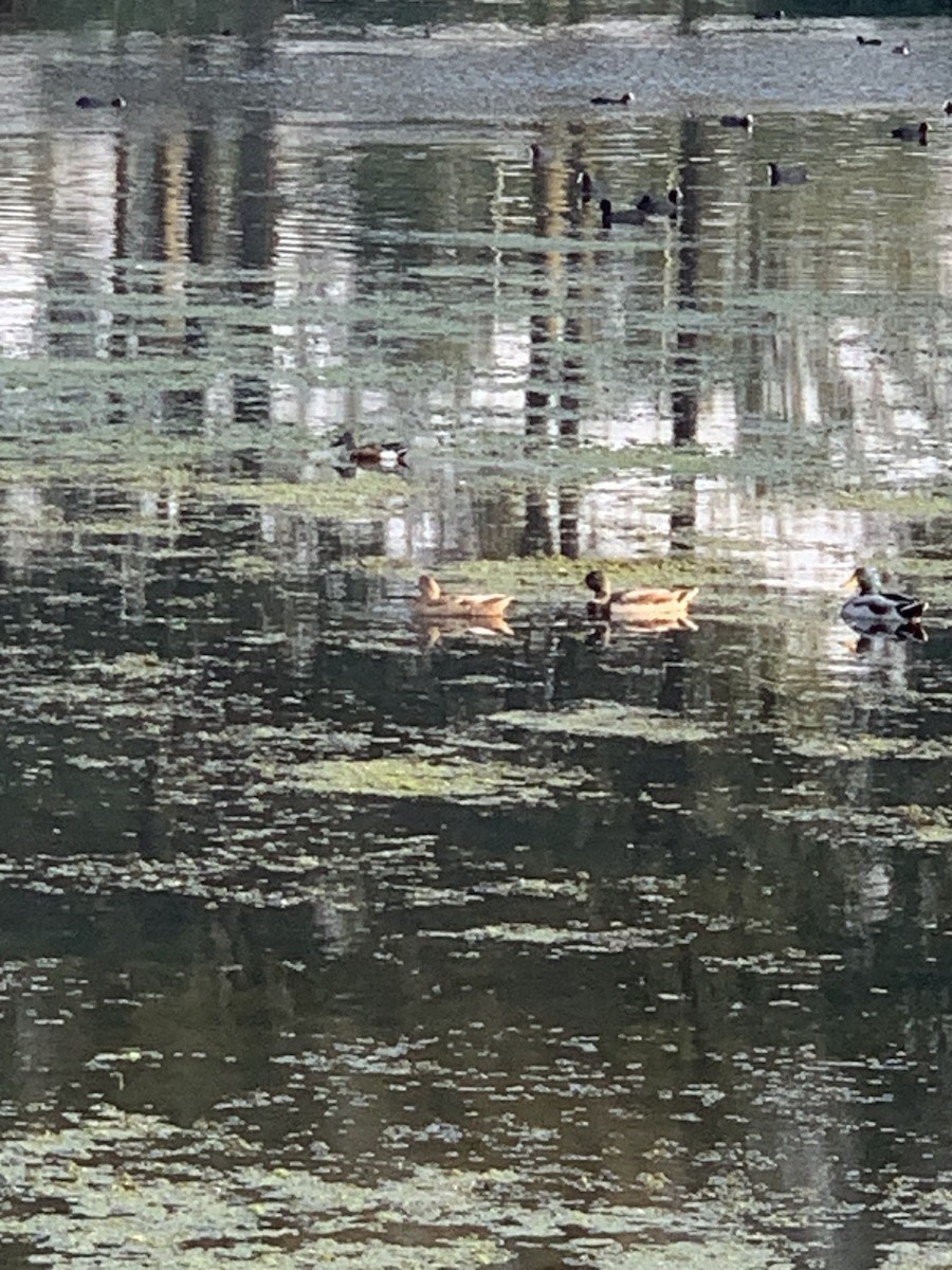 Northern Shoveler - ML623953226