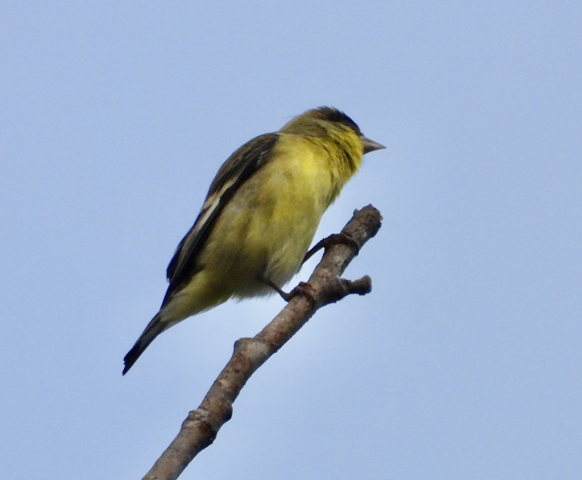 Lesser Goldfinch - ML623953238