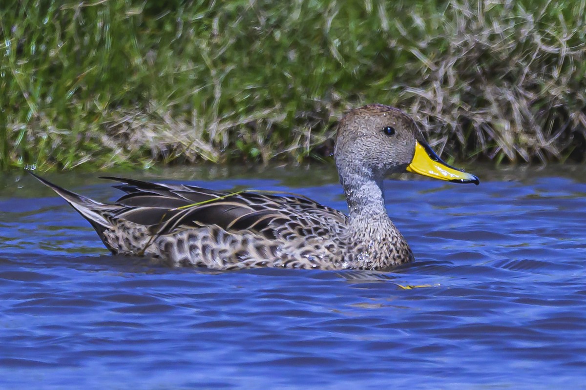 Yellow-billed Pintail - ML623953248