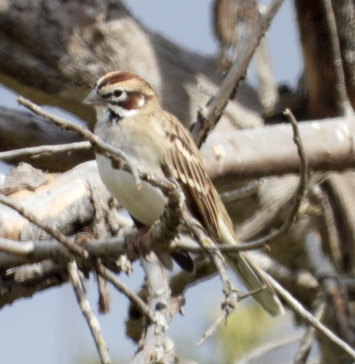 Lark Sparrow - ML623953254