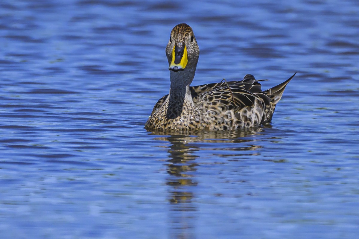 Yellow-billed Pintail - ML623953273