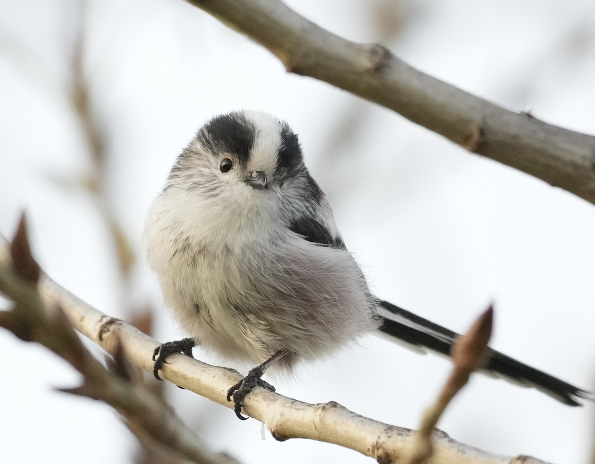 Long-tailed Tit - ML623953302