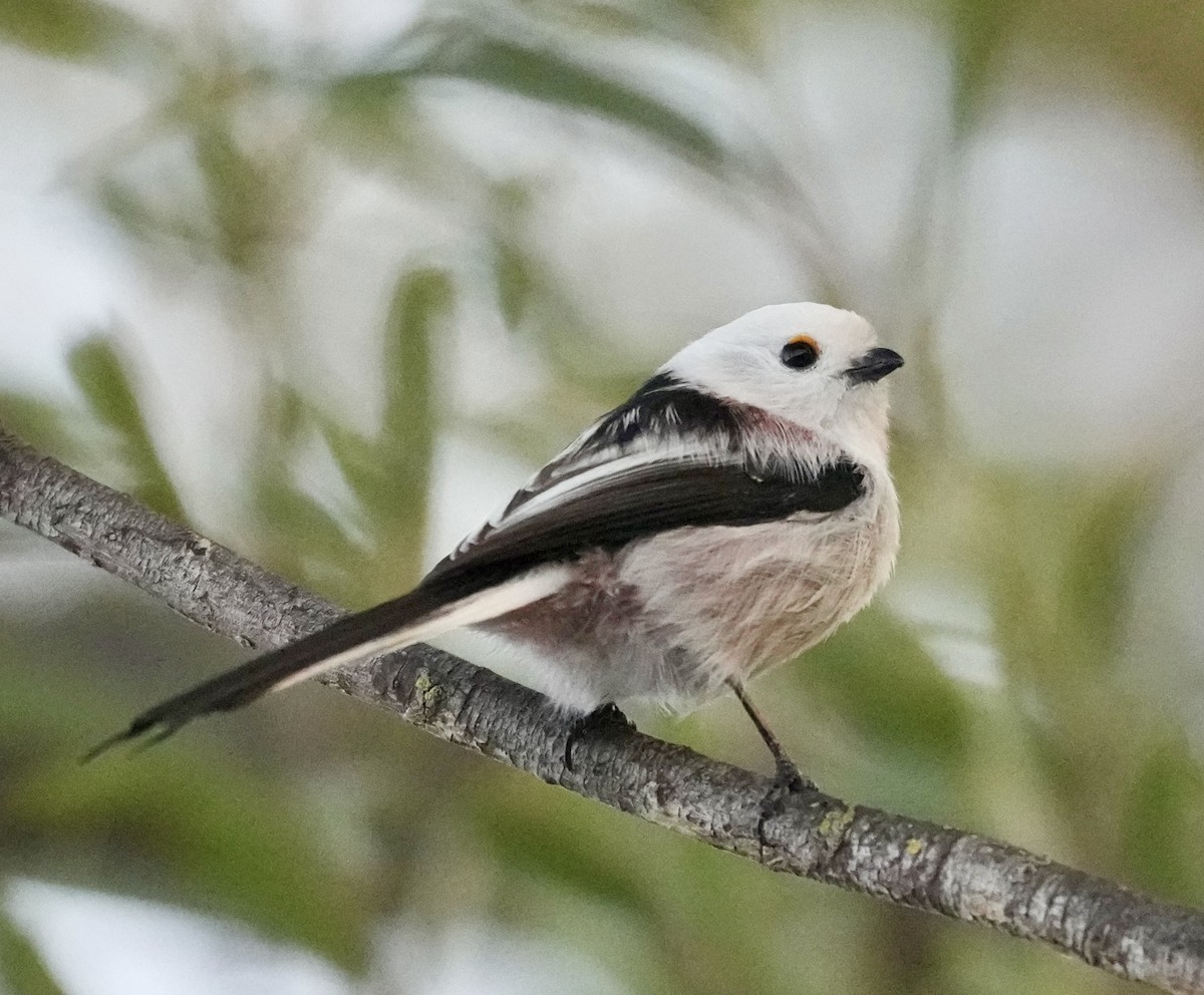 Long-tailed Tit - ML623953305