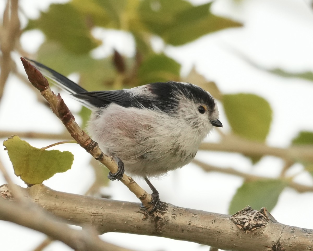 Long-tailed Tit - ML623953306