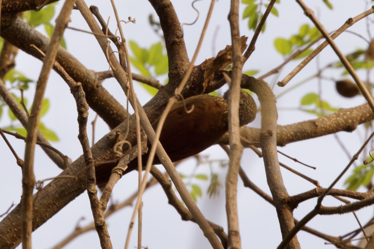 Straight-billed Woodcreeper - ML623953308