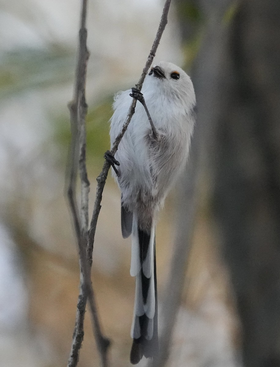 Long-tailed Tit - ML623953328