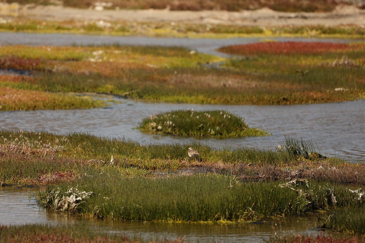 Kittlitz's Plover - ML623953337