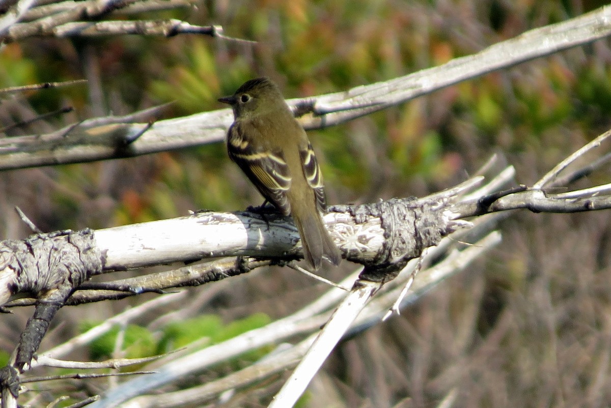 Least Flycatcher - Pat McKay