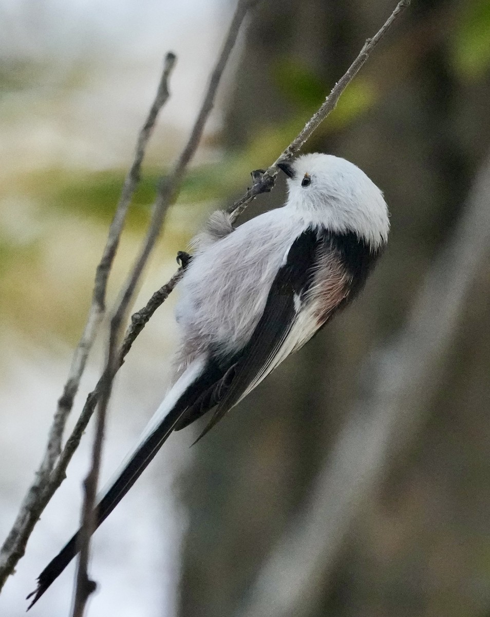 Long-tailed Tit - ML623953345