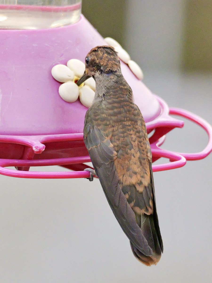 Brown Violetear - Valerie Gebert