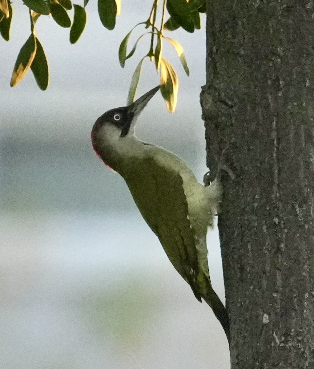 Eurasian Green Woodpecker - ML623953389