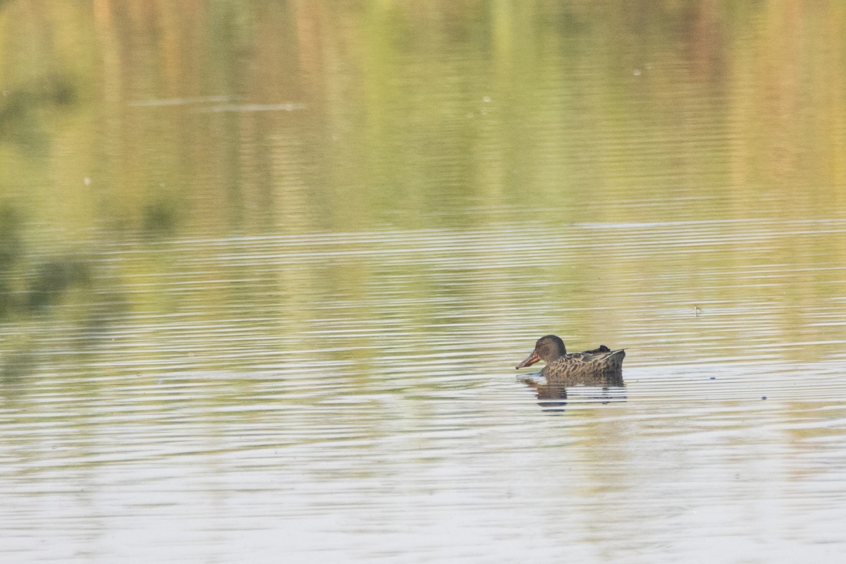 Northern Shoveler - ML623953405