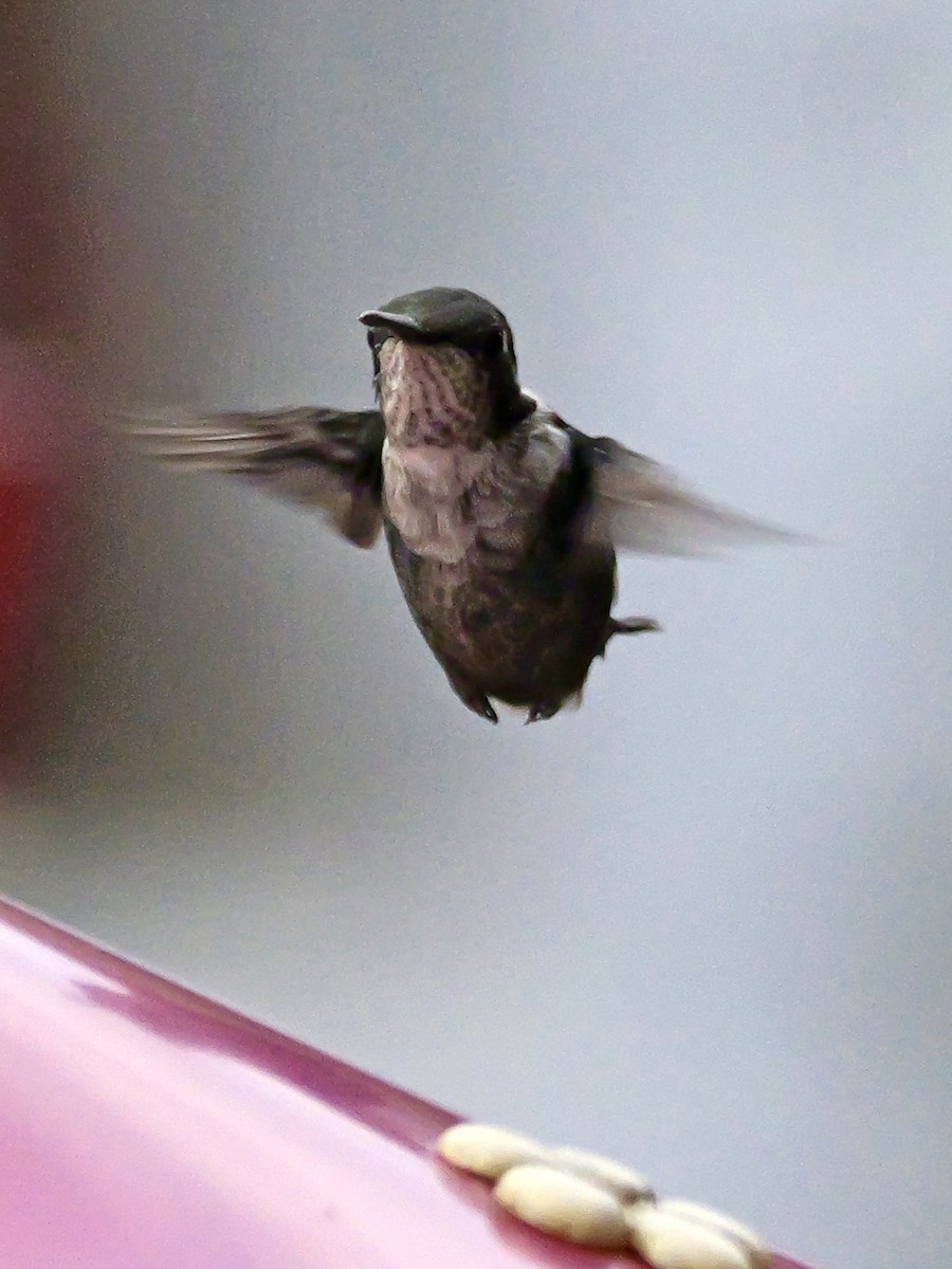 Colibrí de Heliodoro - ML623953407