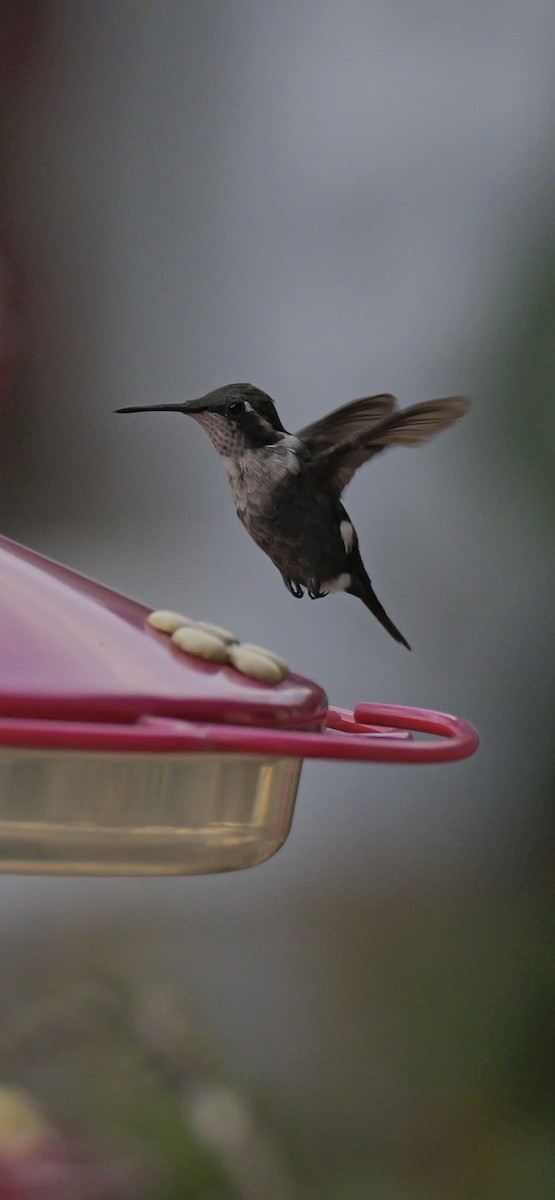 Colibrí de Heliodoro - ML623953408