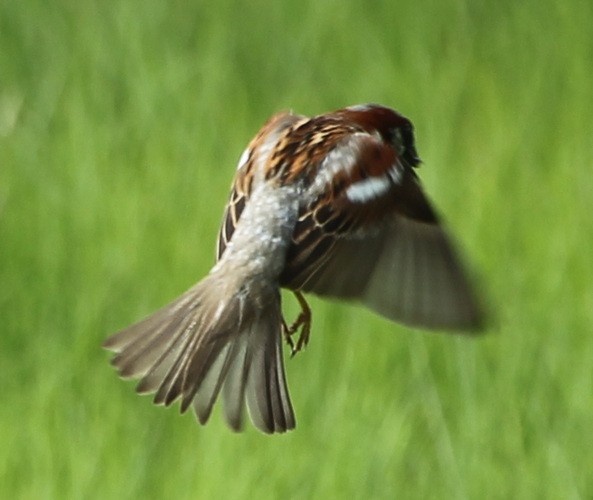 House Sparrow - ML62395341