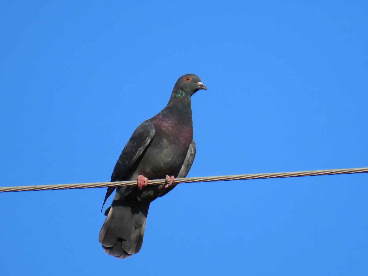 Rock Pigeon (Feral Pigeon) - ML623953434