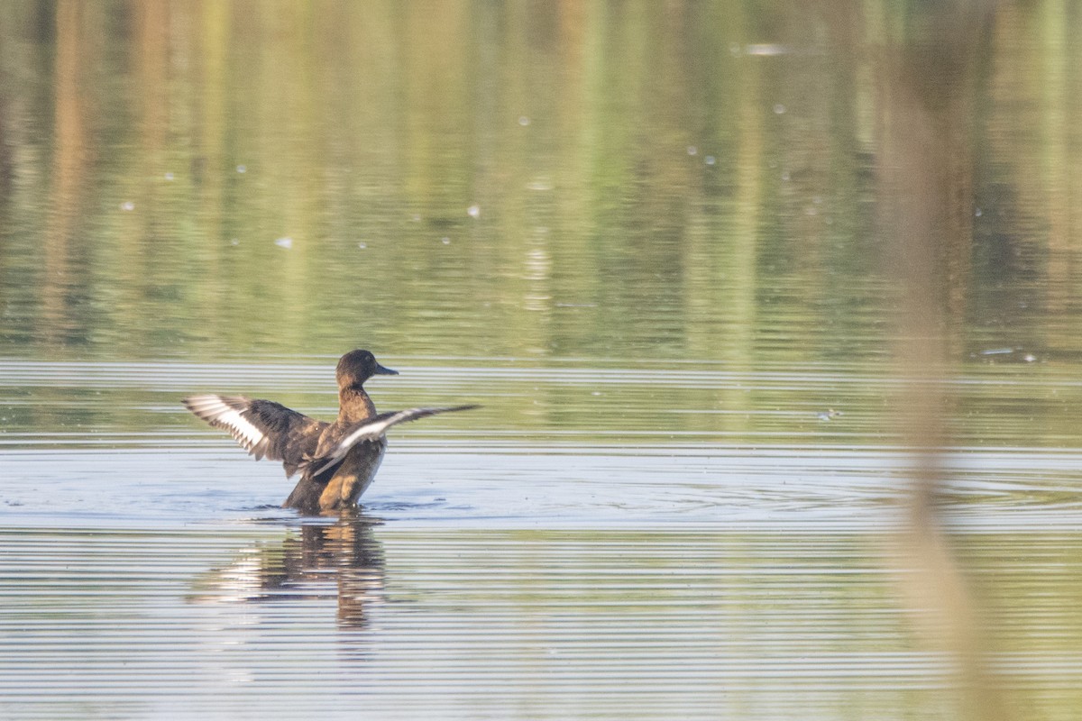 Common Pochard - ML623953442