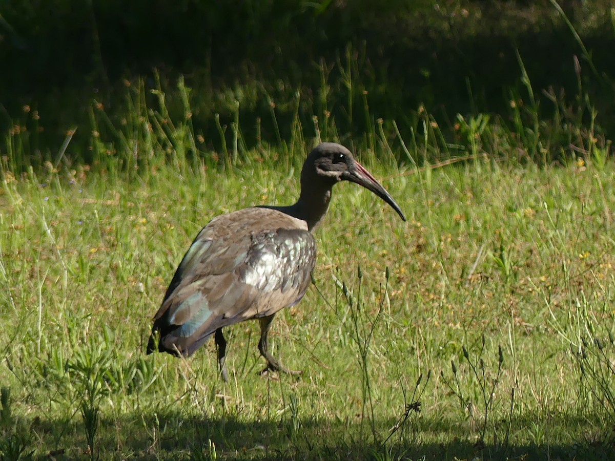 Hadada Ibis - ML623953456