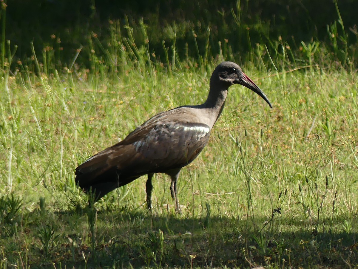 Ibis Hadada - ML623953457