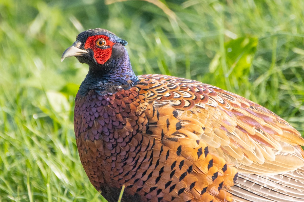 Ring-necked Pheasant - ML623953469