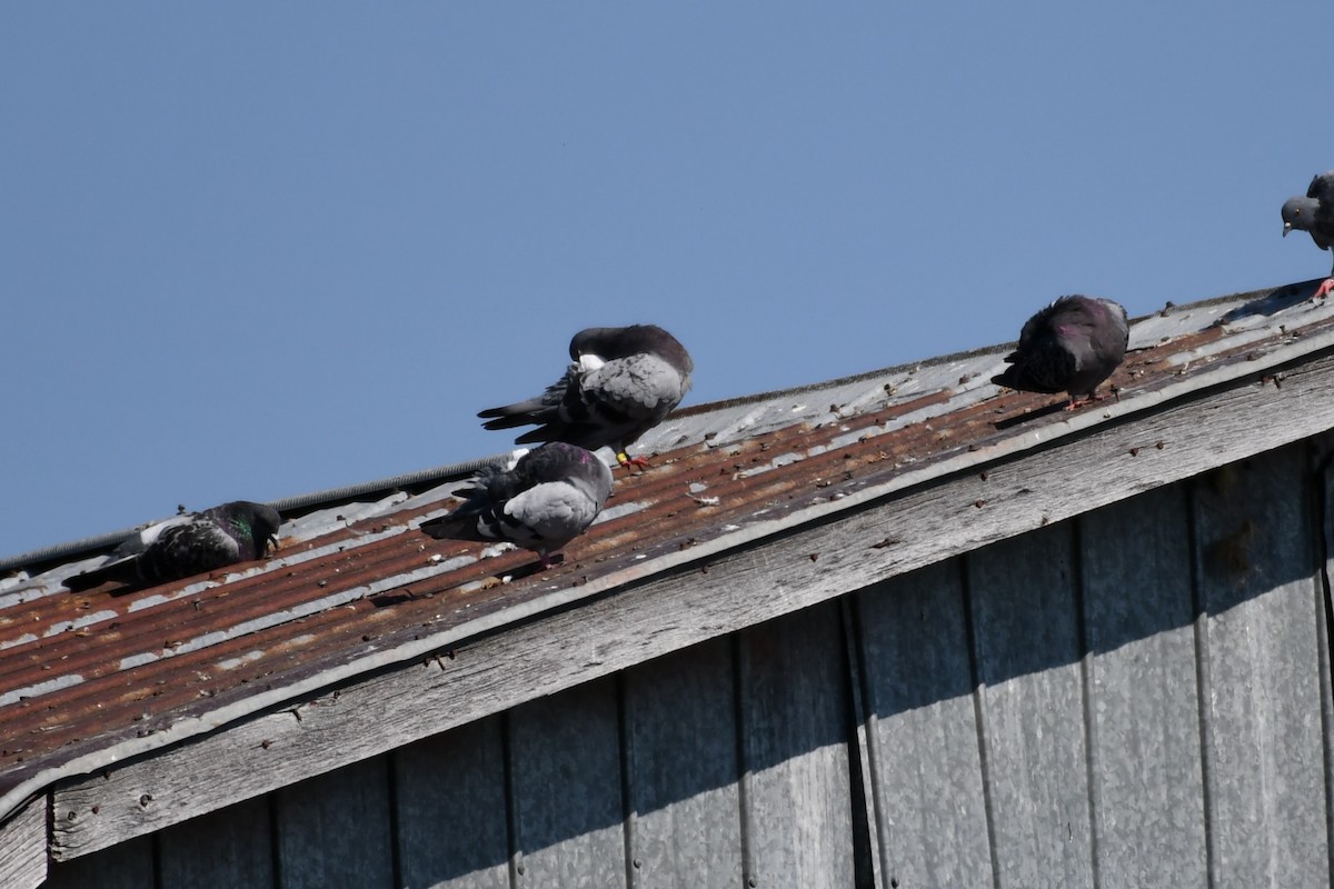 Rock Pigeon (Feral Pigeon) - ML623953478