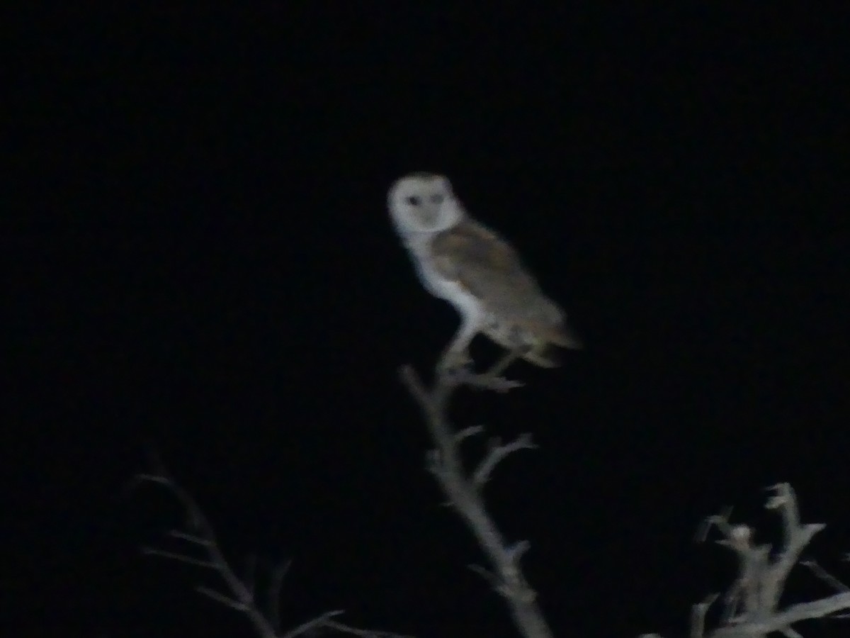 Barn Owl - Duncan Wiseman