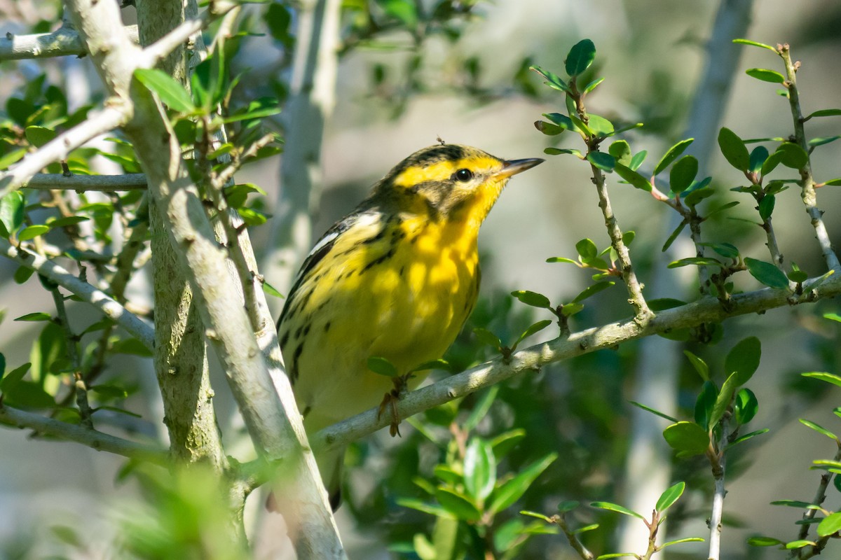 Blackburnian Warbler - ML623953489