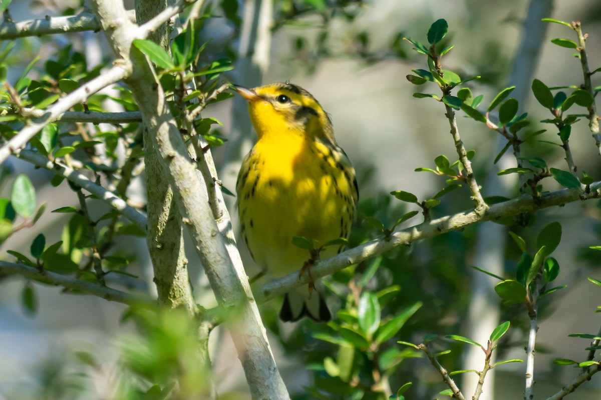 Blackburnian Warbler - ML623953490