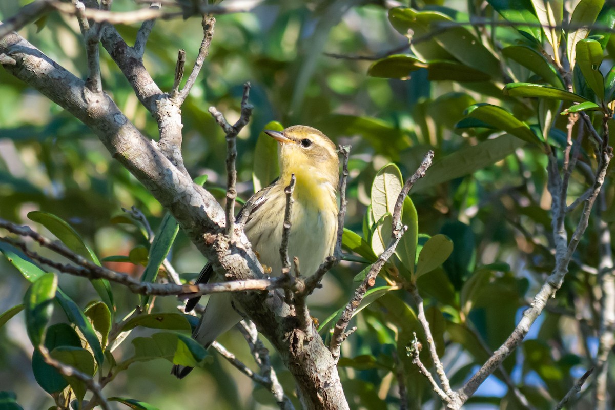 Blackburnian Warbler - ML623953491