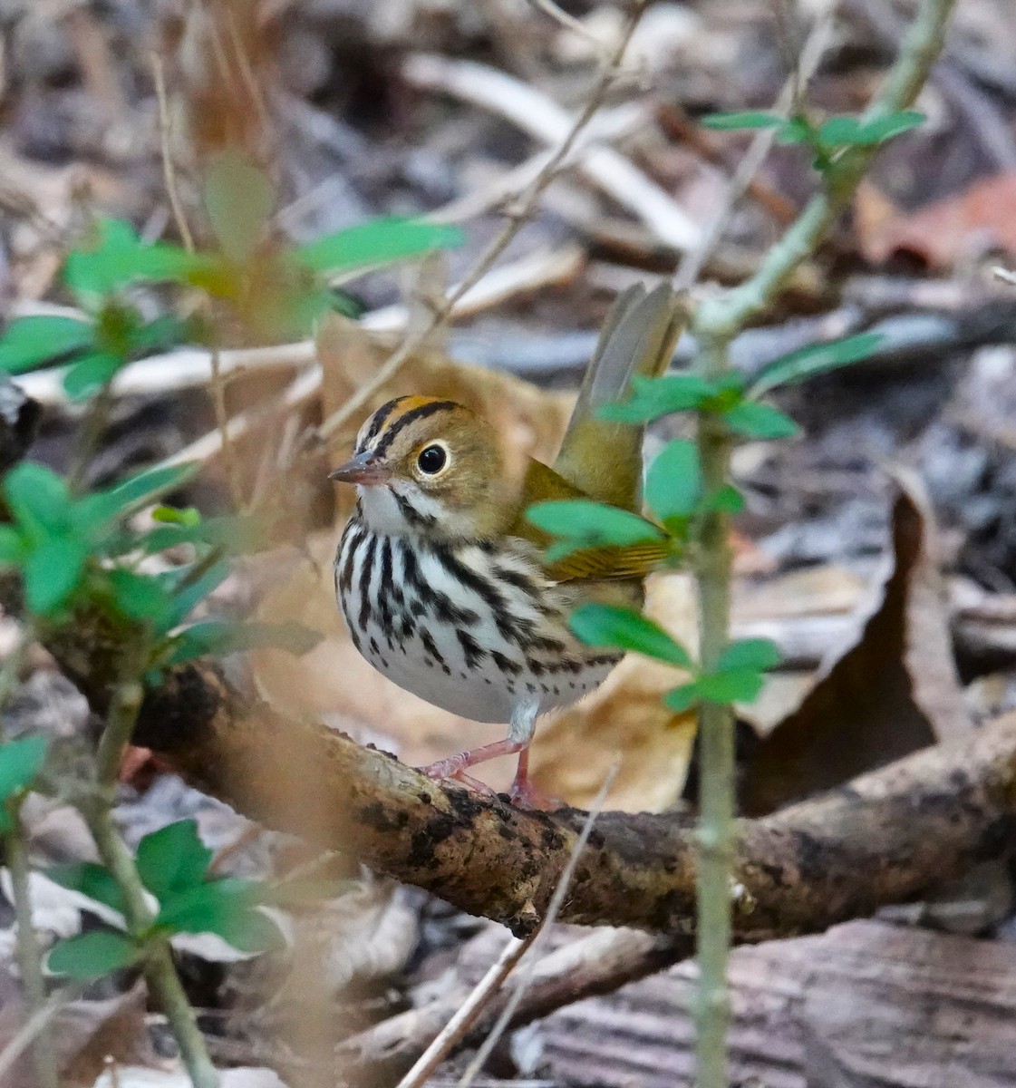 Ovenbird - ML623953500