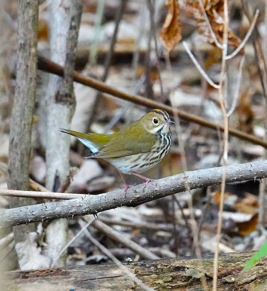 Ovenbird - ML623953503