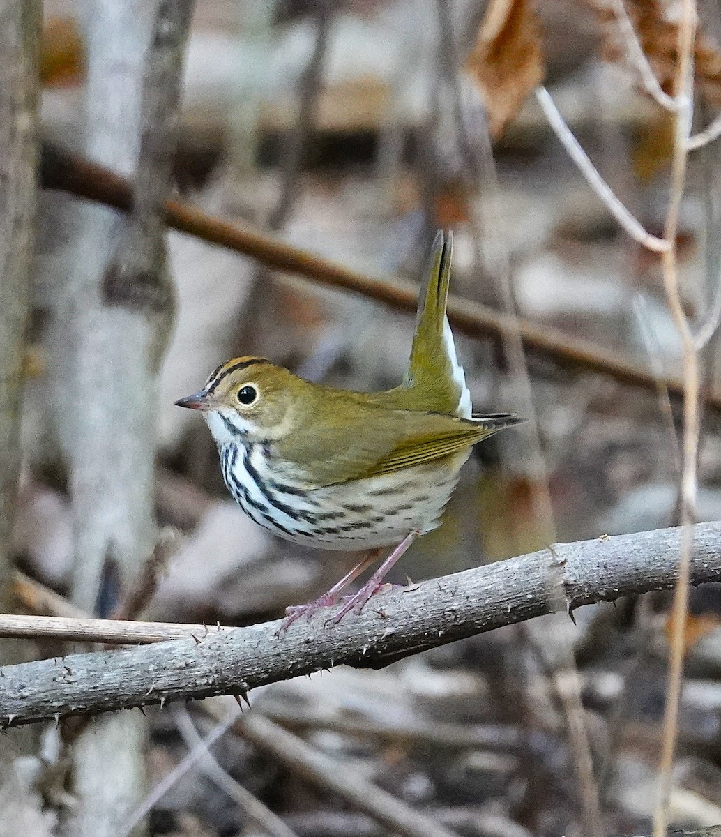 Ovenbird - Brian Lineaweaver