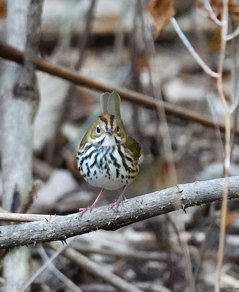 Ovenbird - ML623953505