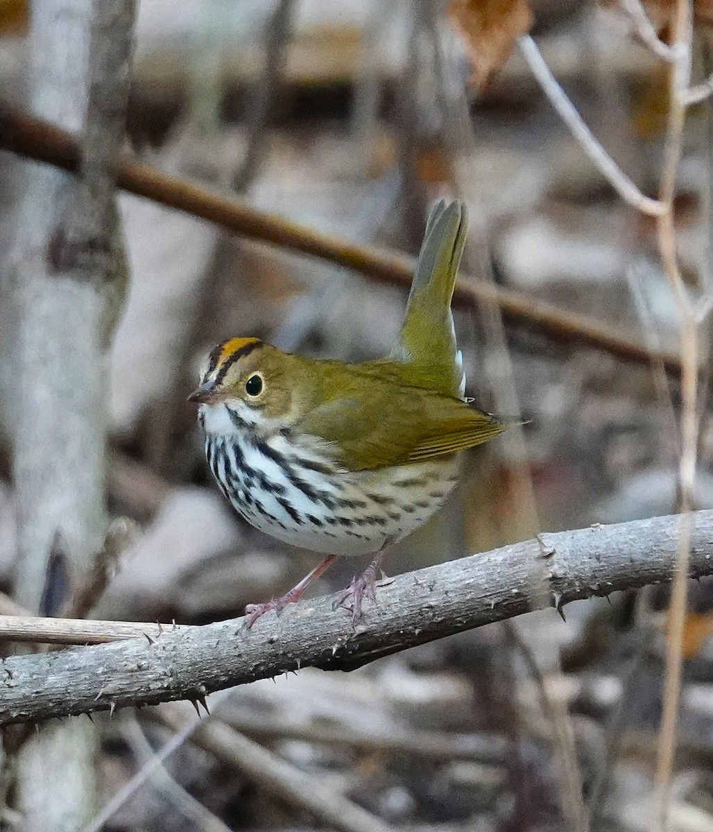 Ovenbird - ML623953506