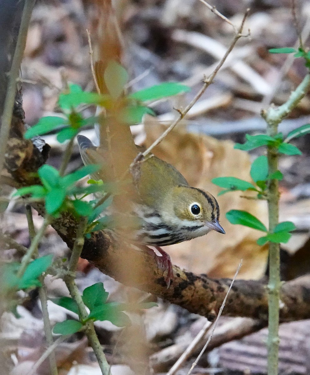 Ovenbird - ML623953507