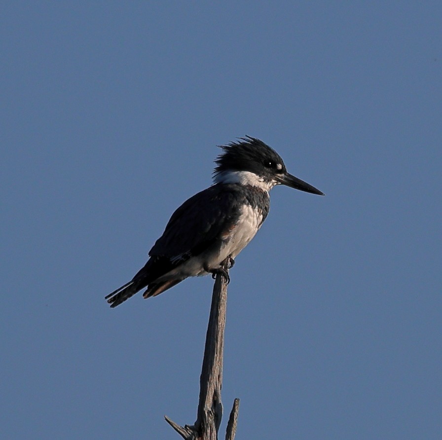 Belted Kingfisher - ML623953509