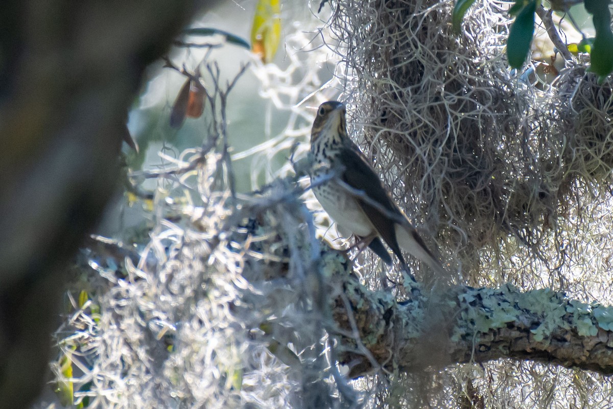 Swainson's Thrush - ML623953519